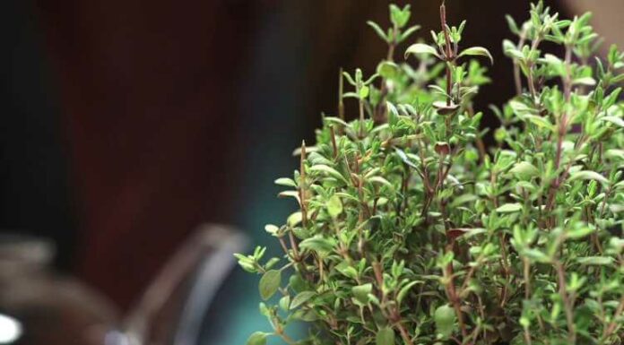 Health Benefits Of Thyme Or Ajwain