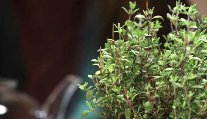 Health Benefits Of Thyme Or Ajwain