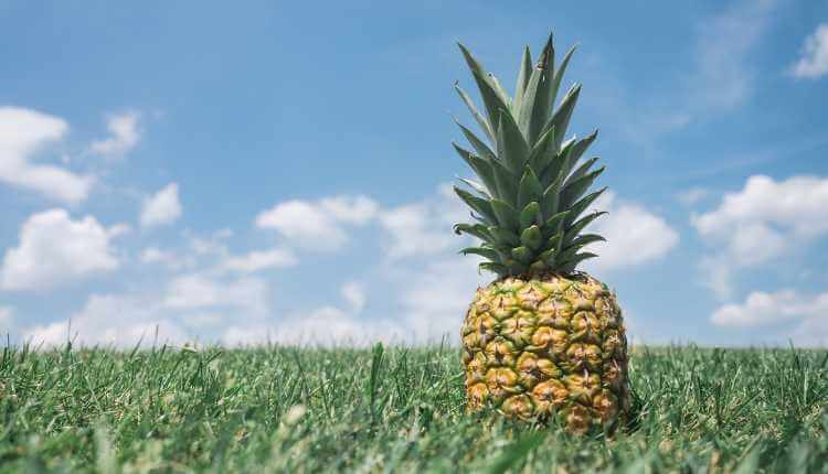 Pineapple, Fruit