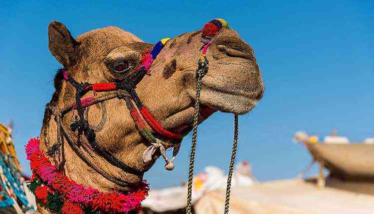 Pushkar Camel Fair