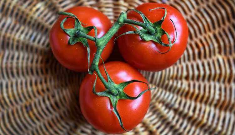 Tomato, Vegetable