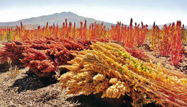 Quinoa,cereals,organic,healthy,superfood Breakfast