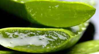 10 Aloe Vera Face Mask to Get Rid of Acne and Eczema