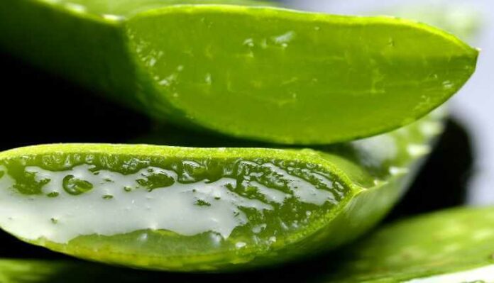 10 Aloe Vera Face Mask To Get Rid Of Acne And Eczema