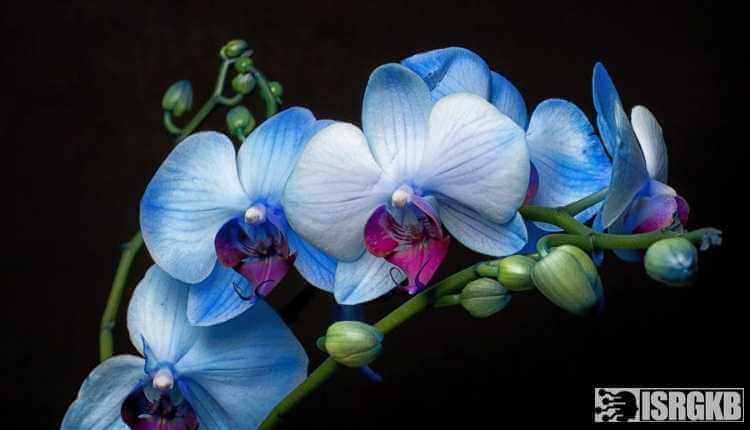 Blue Orchid