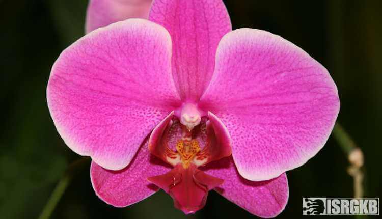 Moth Orchid, India