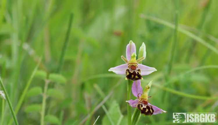 Ophrys Apifera, Fly Orchid And Moth Orchid