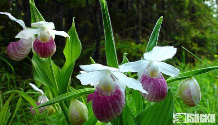 Showy Ladys Slippers Orchid