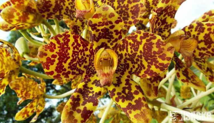 Tiger Orchid