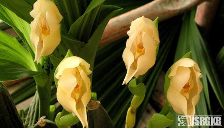 Tulip Orchids, Cradle Orchids