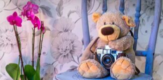 Orchids, Beautiful, Teddy, Bear, Camera, Plant, Flower