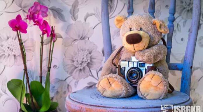 Orchids, Beautiful, Teddy, Bear, Camera, Plant, Flower