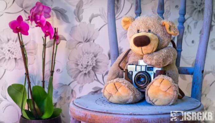 Orchids, Beautiful, Teddy, Bear, Camera, Plant, Flower