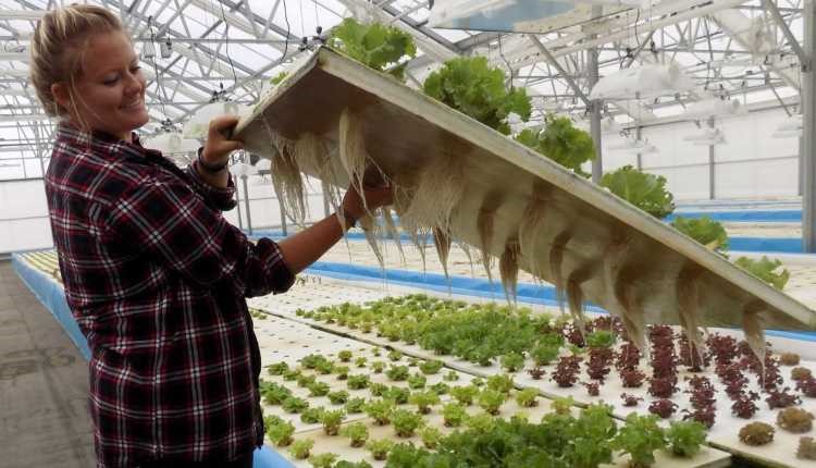 A Hydroponic System