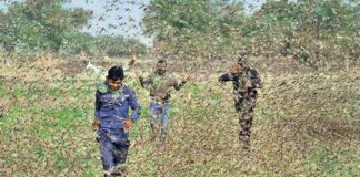 Locust, Attack, Problem, Crops, Farmers, India