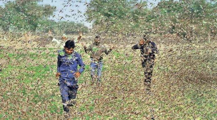 Locust, Attack, Problem, Crops, Farmers, India