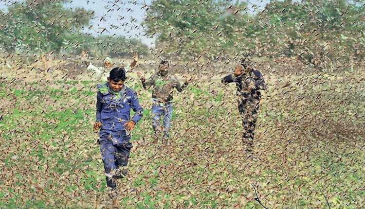 Locust, Attack, Problem, Crops, Farmers, India