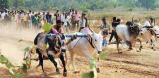 Animal Cruelty In India, Bullock, Race, Bulls