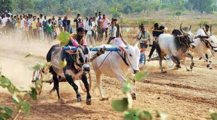 Animal Cruelty In India, Bullock, Race, Bulls