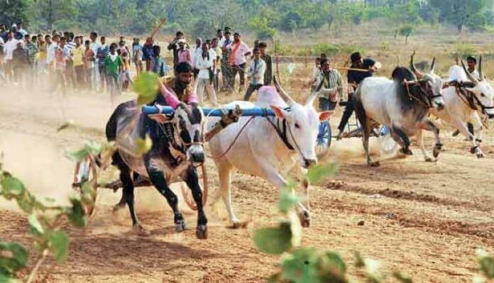 Animal Cruelty In India, Bullock, Race, Bulls