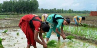 Farmers, India, Fram, Field, Agriculture, Crop, Plantation