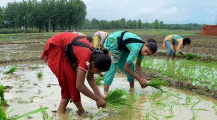 Farmers, India, Fram, Field, Agriculture, Crop, Plantation