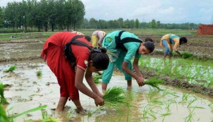 Farmers, India, Fram, Field, Agriculture, Crop, Plantation