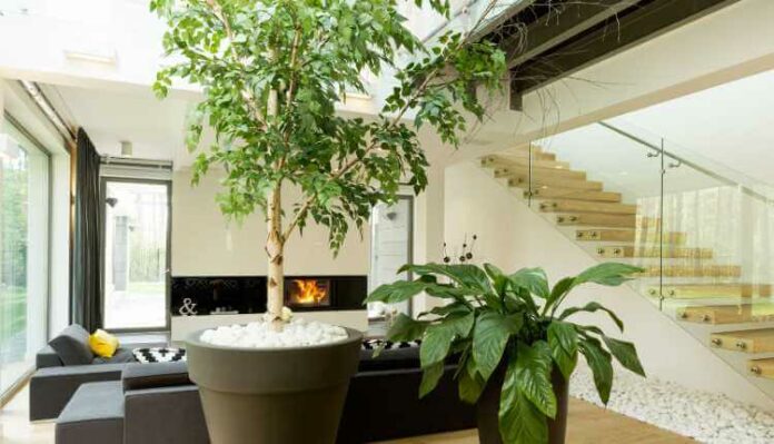 Indoor With Greenery