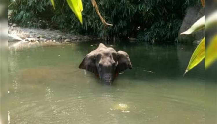 South India, Elephant In Water, Pregnant