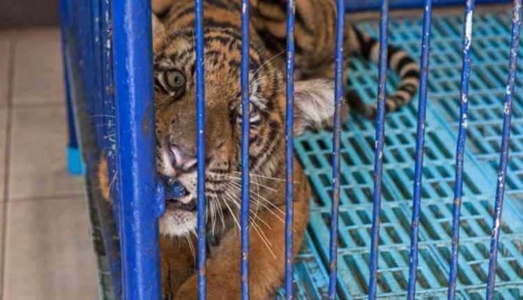 Tiger, Cub, Blue Cage