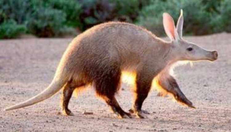 Aardvark