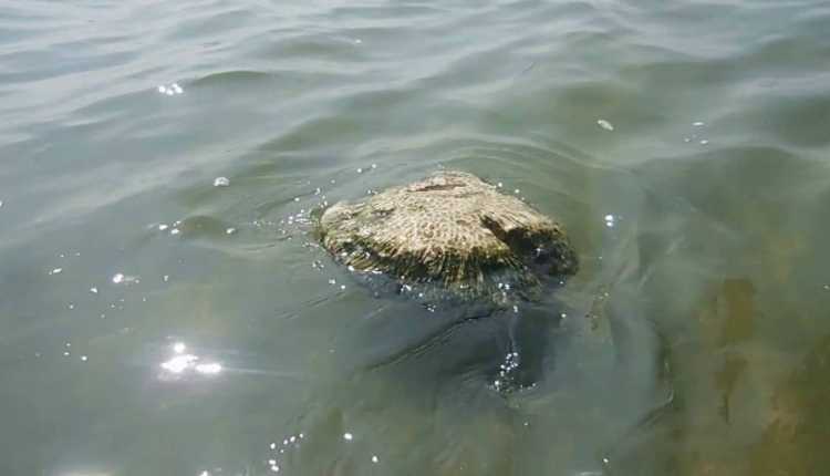 Floating Stone Of Rameshwaram, Tamilnadu