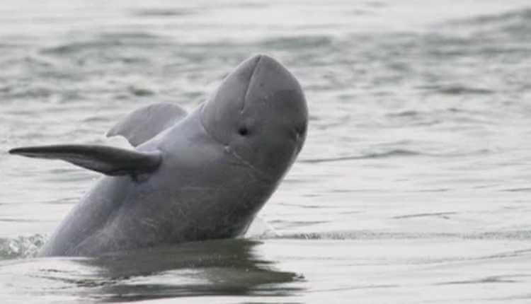 Irrawandy Dolphin