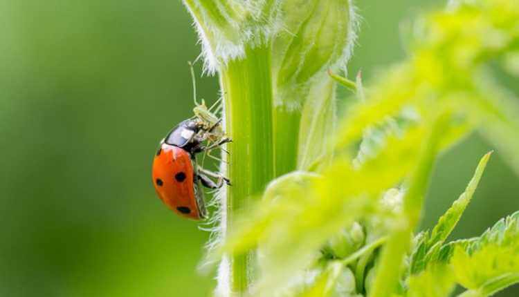 Pesticides And Insect