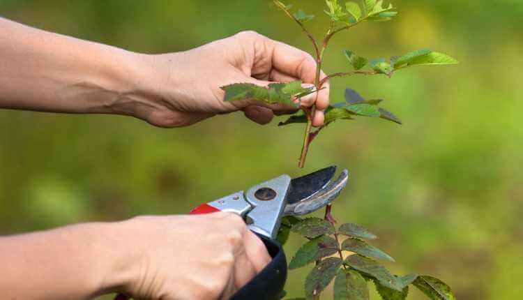 Pruning