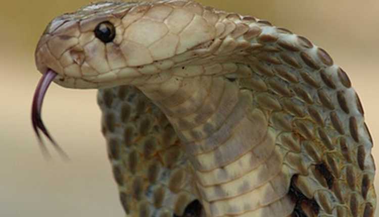 Snakes And Other Misunderstood Animals