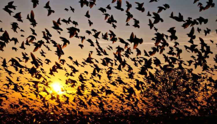 Suicide Spot Of Birds, Jatinga, Assam