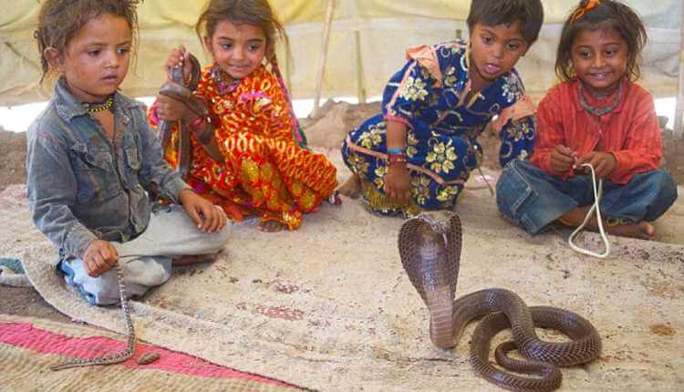 The Snake Family In A Village, Maharashtra