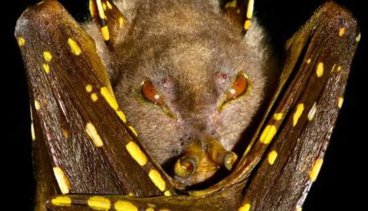 Tube Nosed Bat