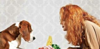 Human Foods That Are Good For Dog