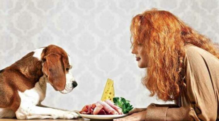 Human Foods That Are Good For Dog