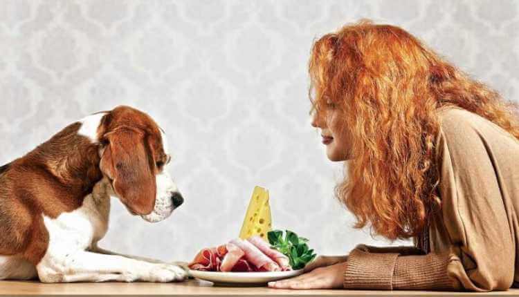 Human Foods That Are Good For Dog