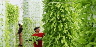 Hydroponics In India, Idea, Plantation, Fruits, Vegetables, Flowers