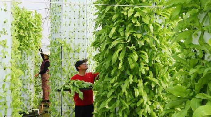 Hydroponics In India, Idea, Plantation, Fruits, Vegetables, Flowers