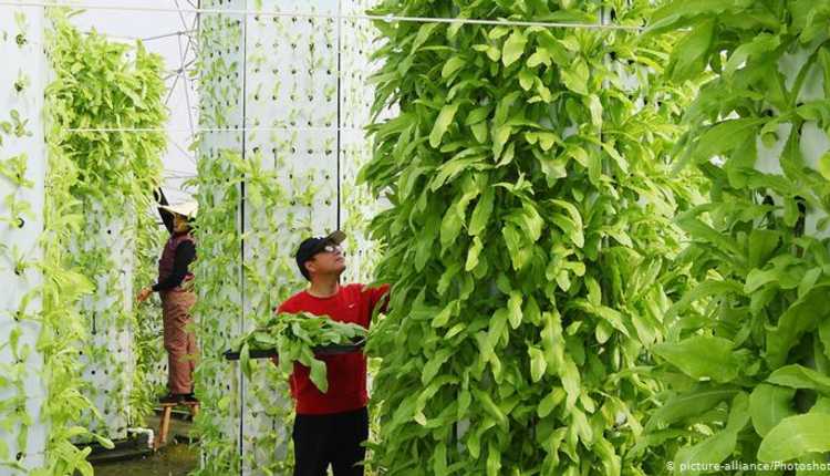 Hydroponics In India, Idea, Plantation, Fruits, Vegetables, Flowers