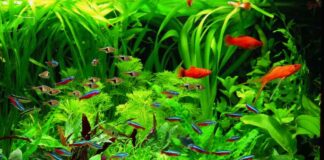 Best Fast Growing Aquarium Plants