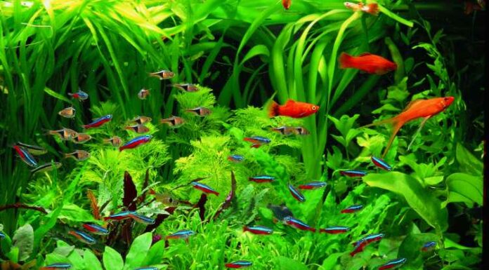 Best Fast Growing Aquarium Plants