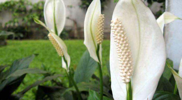 Deadly Beautiful Plants, Flowers