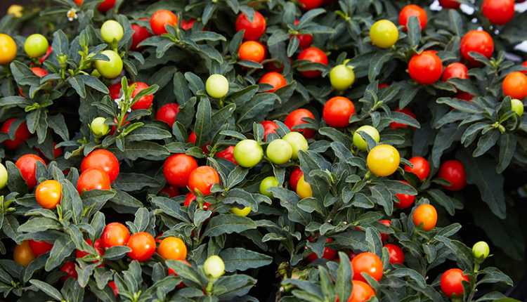 The Jerusalem Cherry Plant