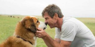 Animals With Subjective, Objective Self Awareness, Dogs Purpose